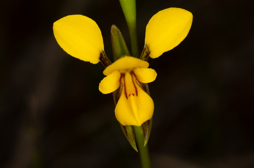 elegant donkey orchid (Diuris concinna)