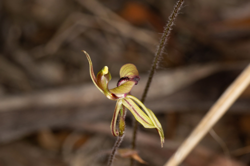 Image of Caladenia brevisura by (c) Jeremy Jones, some rights reserved (CC BY)