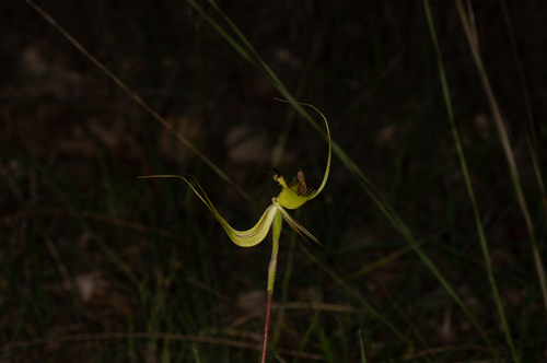 Image of Caladenia falcata by (c) Jeremy Jones, some rights reserved (CC BY)