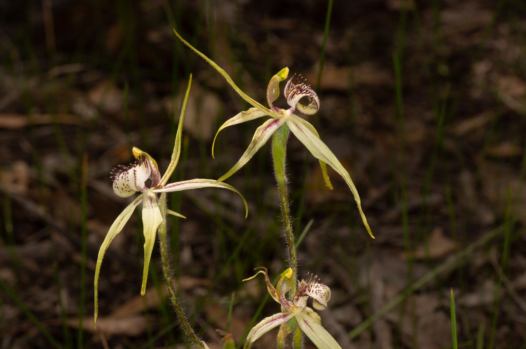 Caladenia × enigma