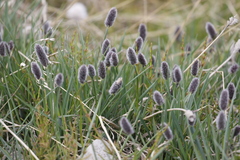 Alopecurus magellanicus