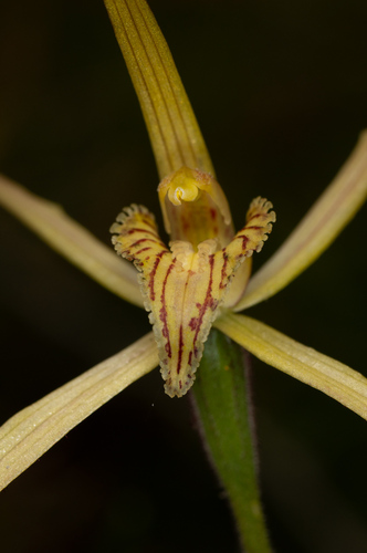 Image of Caladenia caesarea by (c) Jeremy Jones, some rights reserved (CC BY)