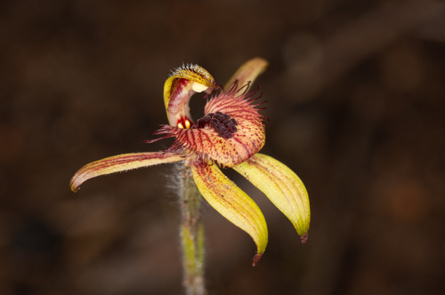Image of Caladenia discoidea by (c) Jeremy Jones, some rights reserved (CC BY)