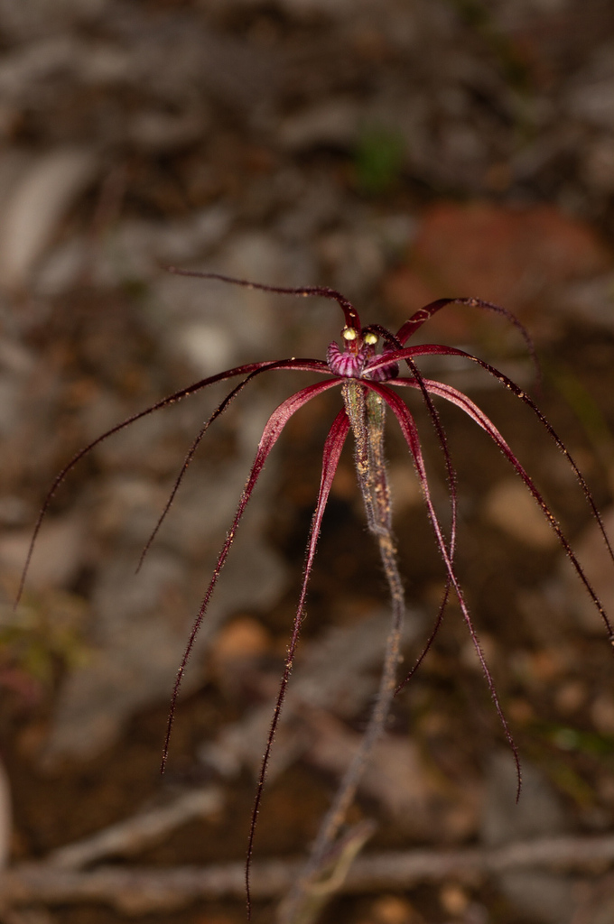 Caladenia erythrochila
