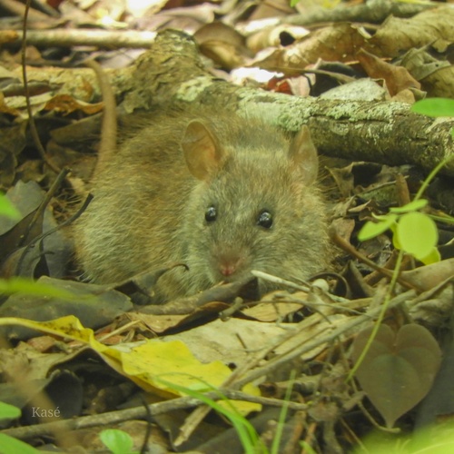 Savile's Bandicoot-rat (Bandicota savilei) — Least Concern Mammalia