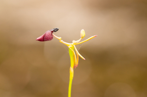 Image of Drakaea glyptodon by (c) Jeremy Jones, some rights reserved (CC BY)