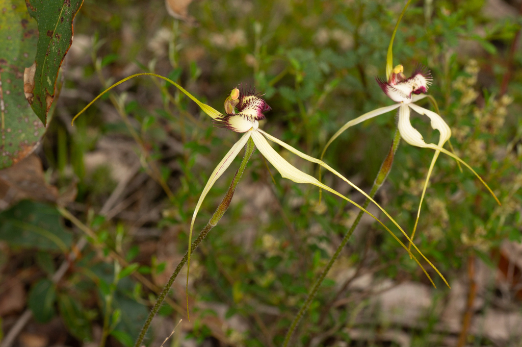 Caladenia × hypata