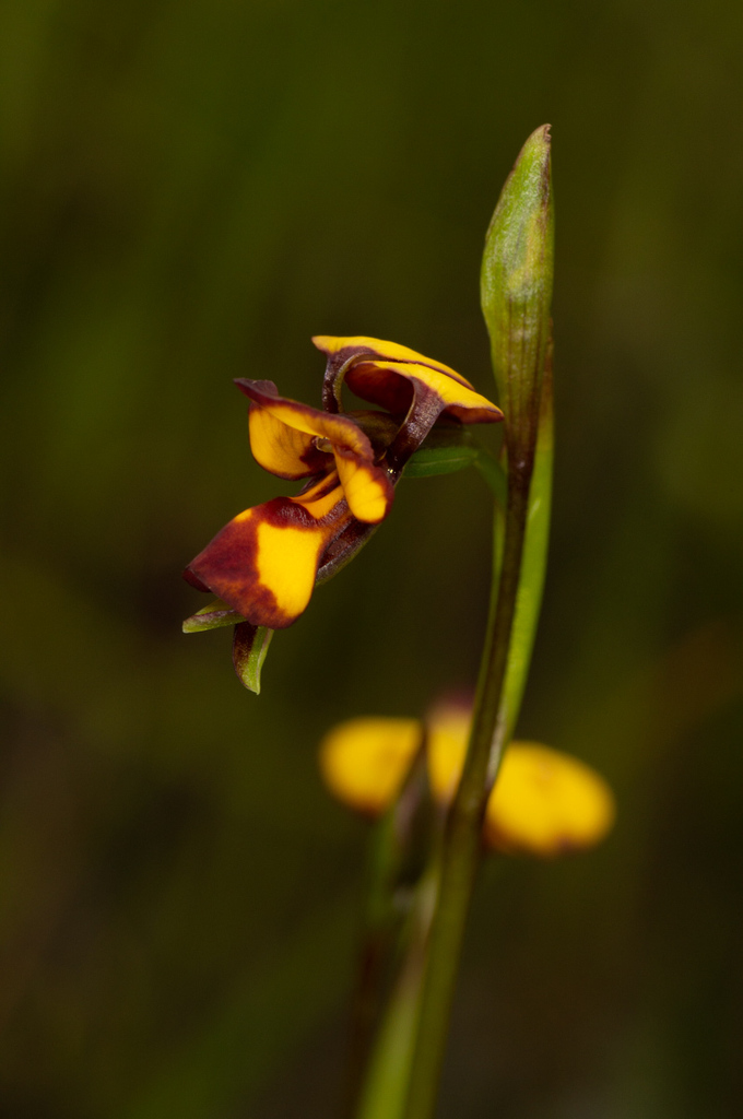 Diuris insignis