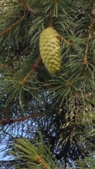 Picea smithiana