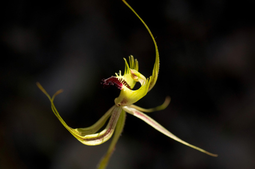 Image of Caladenia attingens by (c) Jeremy Jones, some rights reserved (CC BY)