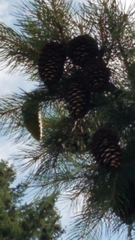 Picea smithiana