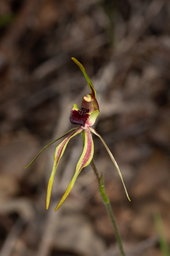 stumpy spider orchid (Caladenia ensata)