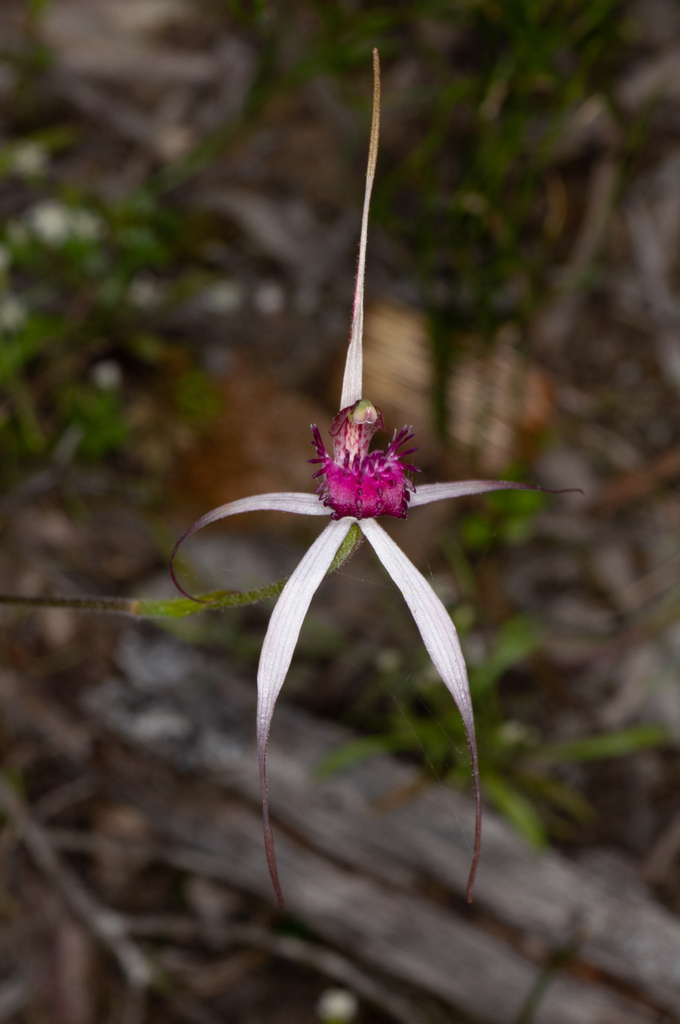 Caladenia gardneri