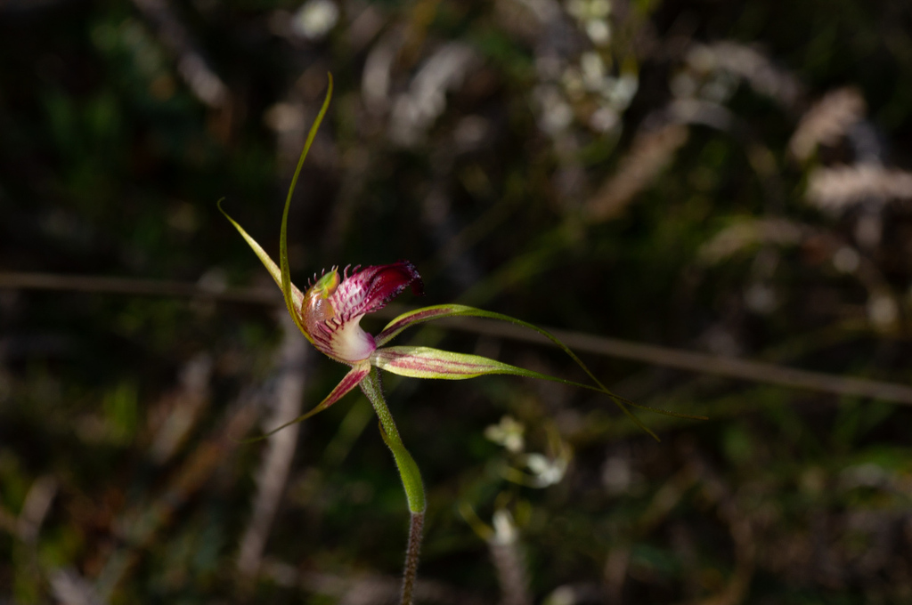 Caladenia ambusta