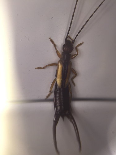Photo of Lined Earwig (Doru taeniatum)