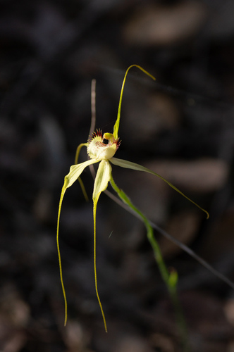 Image of Caladenia citrina by (c) Jeremy Jones, some rights reserved (CC BY)