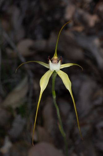 Image of Caladenia citrina by (c) Jeremy Jones, some rights reserved (CC BY)