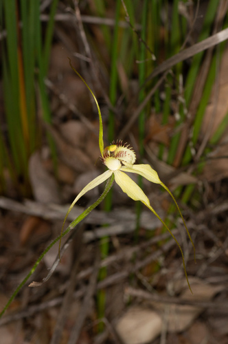 Image of Caladenia citrina by (c) Jeremy Jones, some rights reserved (CC BY)