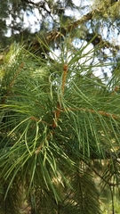 Picea smithiana