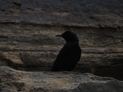 Tristram's Starling