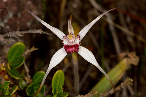 Exotic Spider Orchid (Caladenia nivalis)