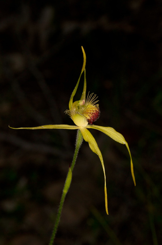 Image of Caladenia procera by (c) Jeremy Jones, some rights reserved (CC BY)
