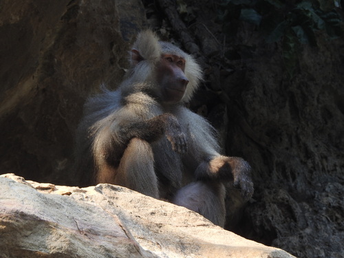 Hamadryas Baboon