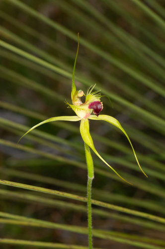 Image of Caladenia infundibularis by (c) Jeremy Jones, some rights reserved (CC BY)