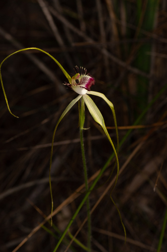 Image of Caladenia excelsa by (c) Jeremy Jones, some rights reserved (CC BY)