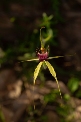 Dunsborough Spider Orchid (Caladenia viridescens)