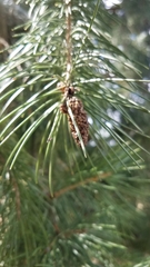 Picea smithiana