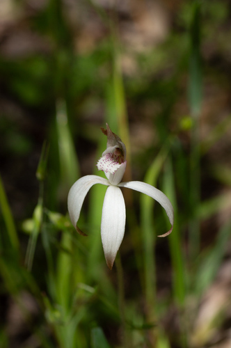 Image of Caladenia hirta by (c) Jeremy Jones, some rights reserved (CC BY)