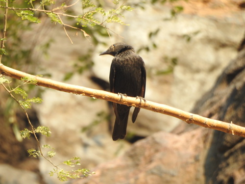 Tristram's Starling