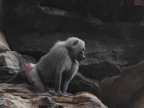 Hamadryas Baboon