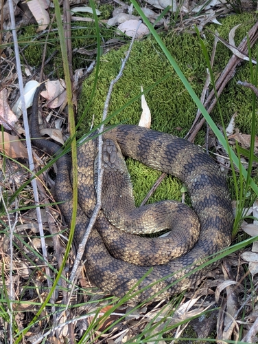 Tiger Snake sighting