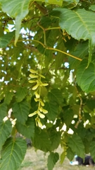 Acer davidii