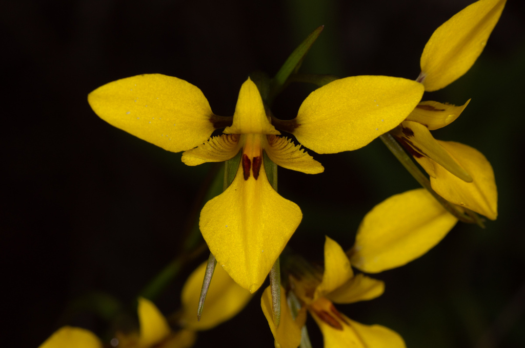 Diuris laevis