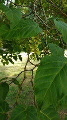Acer davidii