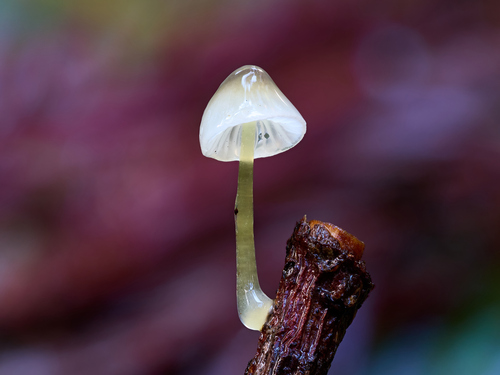 Mycena epipterygia