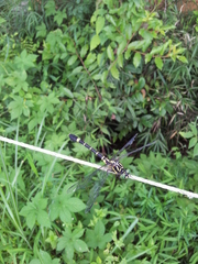 Melligomphus viridicostus