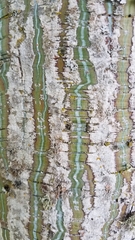 Acer davidii