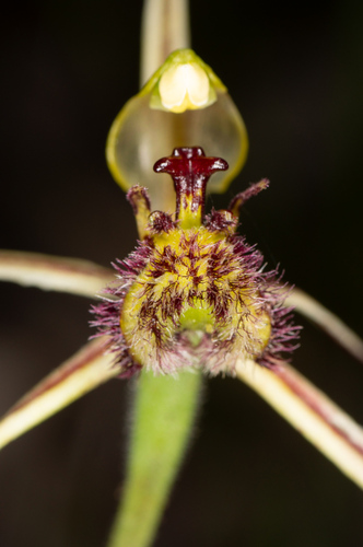 Image of Caladenia barbarossa by (c) Jeremy Jones, some rights reserved (CC BY)
