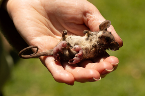 Southwestern Pygmy Possum