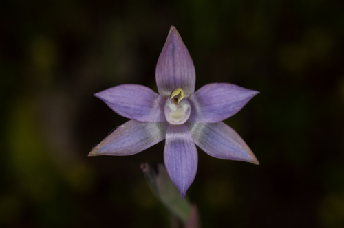 Common Sun Orchid (Thelymitra vulgaris)
