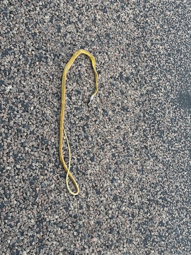 Common Tree Snake sighting