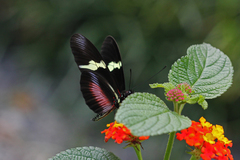 Heliconius clysonymus montanus