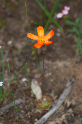 Drosera leucoblasta (Drosera leucoblasta)