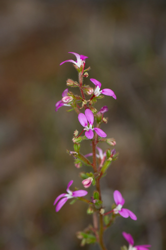 Image of Needle-leaved Triggerplant by (c) Jeremy Jones, some rights reserved (CC BY)