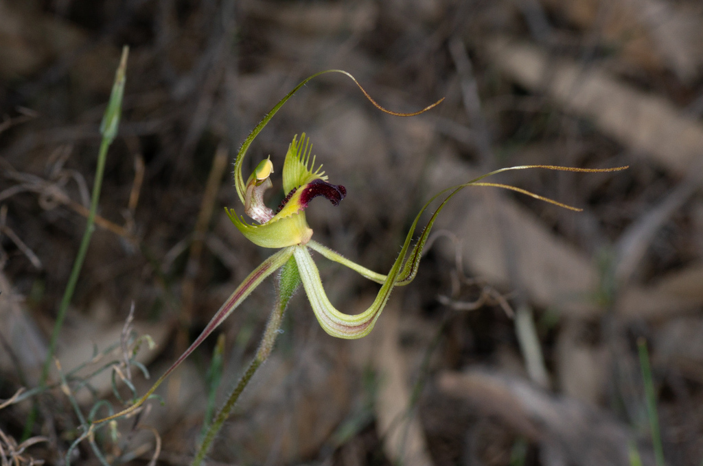 Caladenia falcata