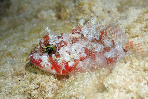 Galactacma scorpionfish (Sebastapistes galactacma) — Scorpaenidae